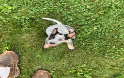 Australian Cattle Dog dogs for sale: Ted - Image 1