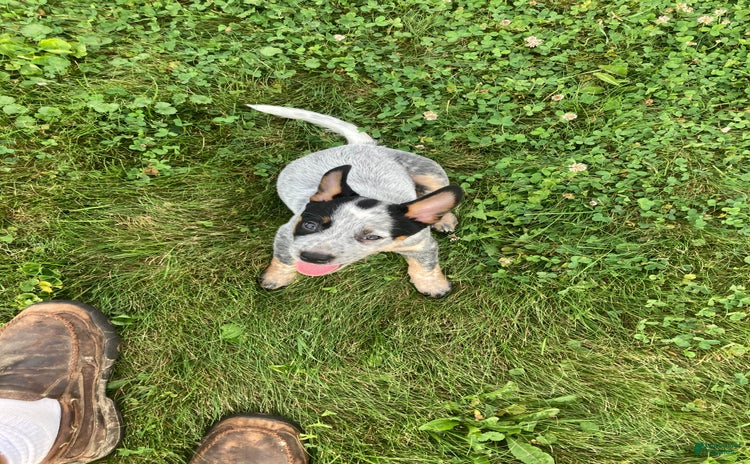 Australian Cattle Dog dogs for sale - Ad 1