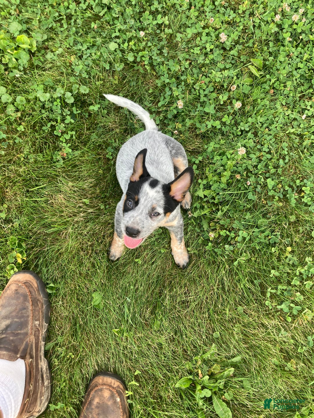 Australian Cattle Dog dogs for sale: Ted - Image 1