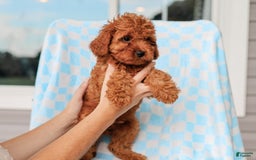 Cavapoo dogs for sale: Brady - Image 4