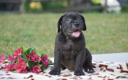 Cane Corso dogs for sale: Rebecca - Image 3