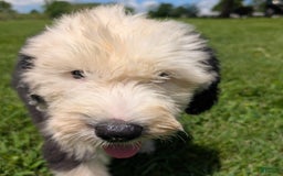 Old English Sheepdog dogs for sale: Fluffy - Image 15