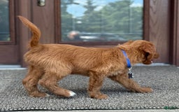 Goldendoodle dogs for sale: Ranger - Image 9