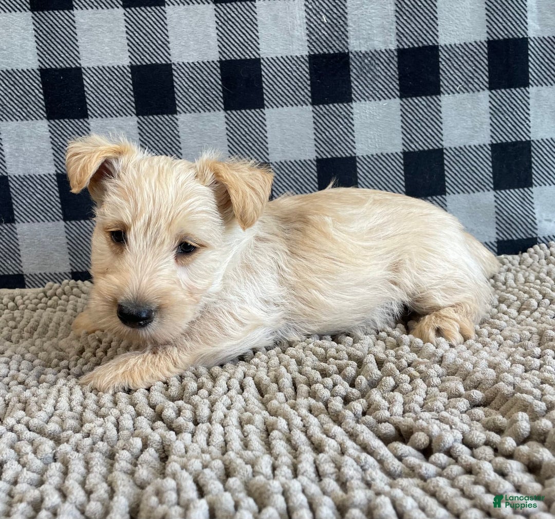 Scottish Terrier dogs for sale: Roland - Image 1