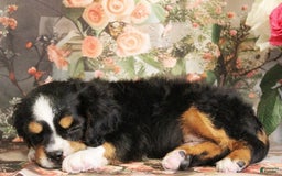 Miniature Bernese Mountain Dog dogs for sale: Truffle - Image 3