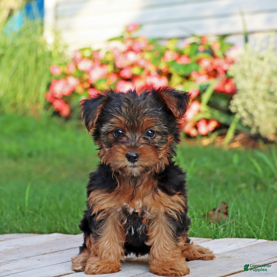 Yorkshire Terrier dogs for sale: Tia - Image 5