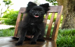 Pomeranian dogs for sale: Midnight - Image 3