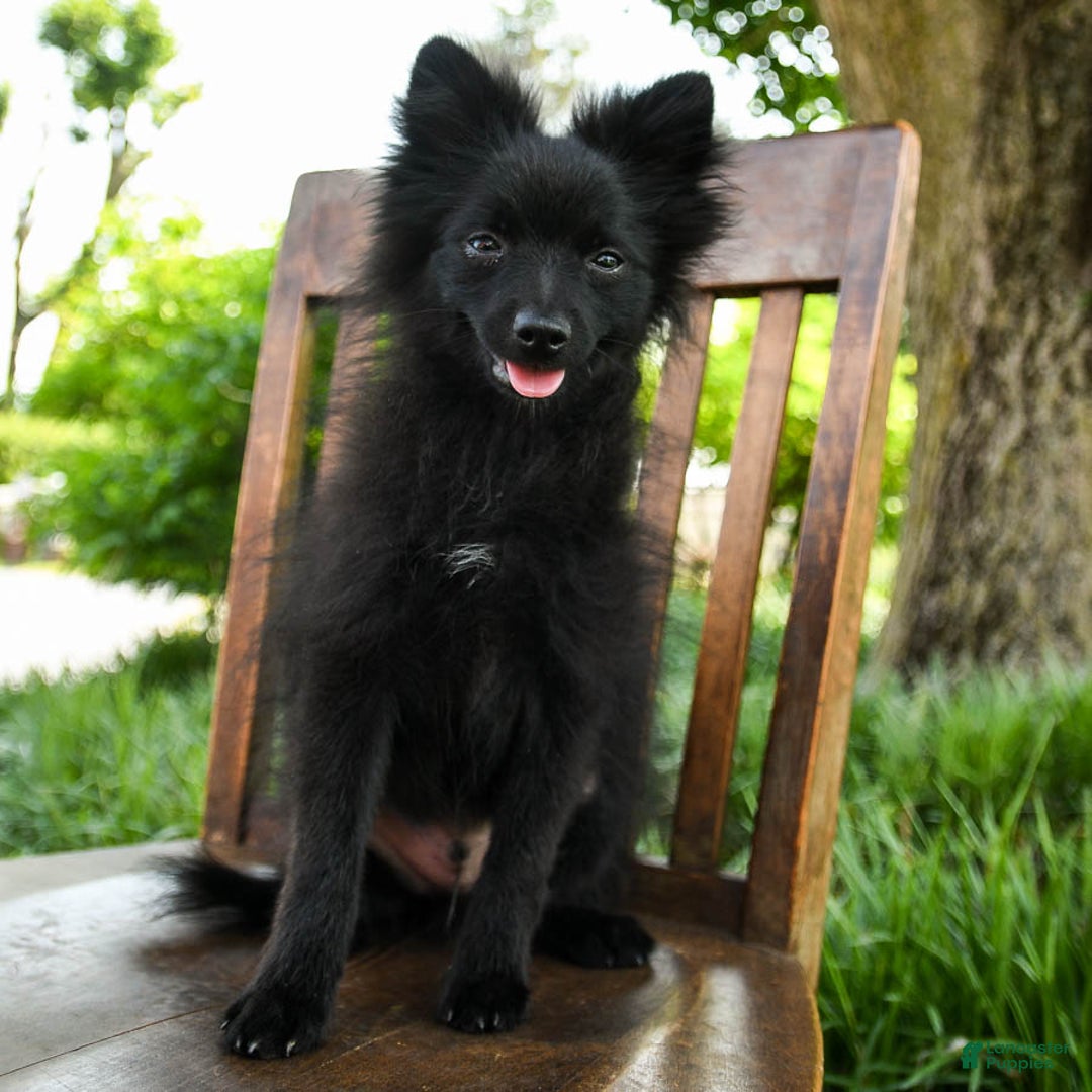 Pomeranian dogs for sale: Midnight - Image 3