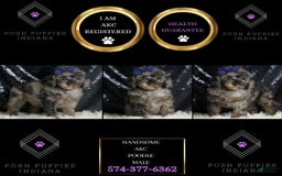 Miniature Poodle dogs for sale: Handsome - Image 13