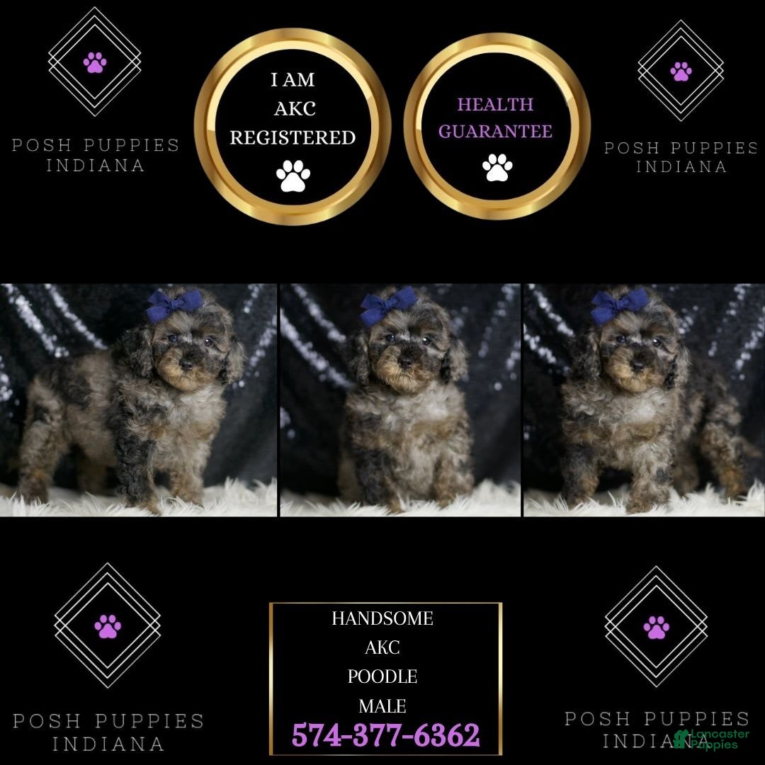 Miniature Poodle dogs for sale: Handsome - Image 13