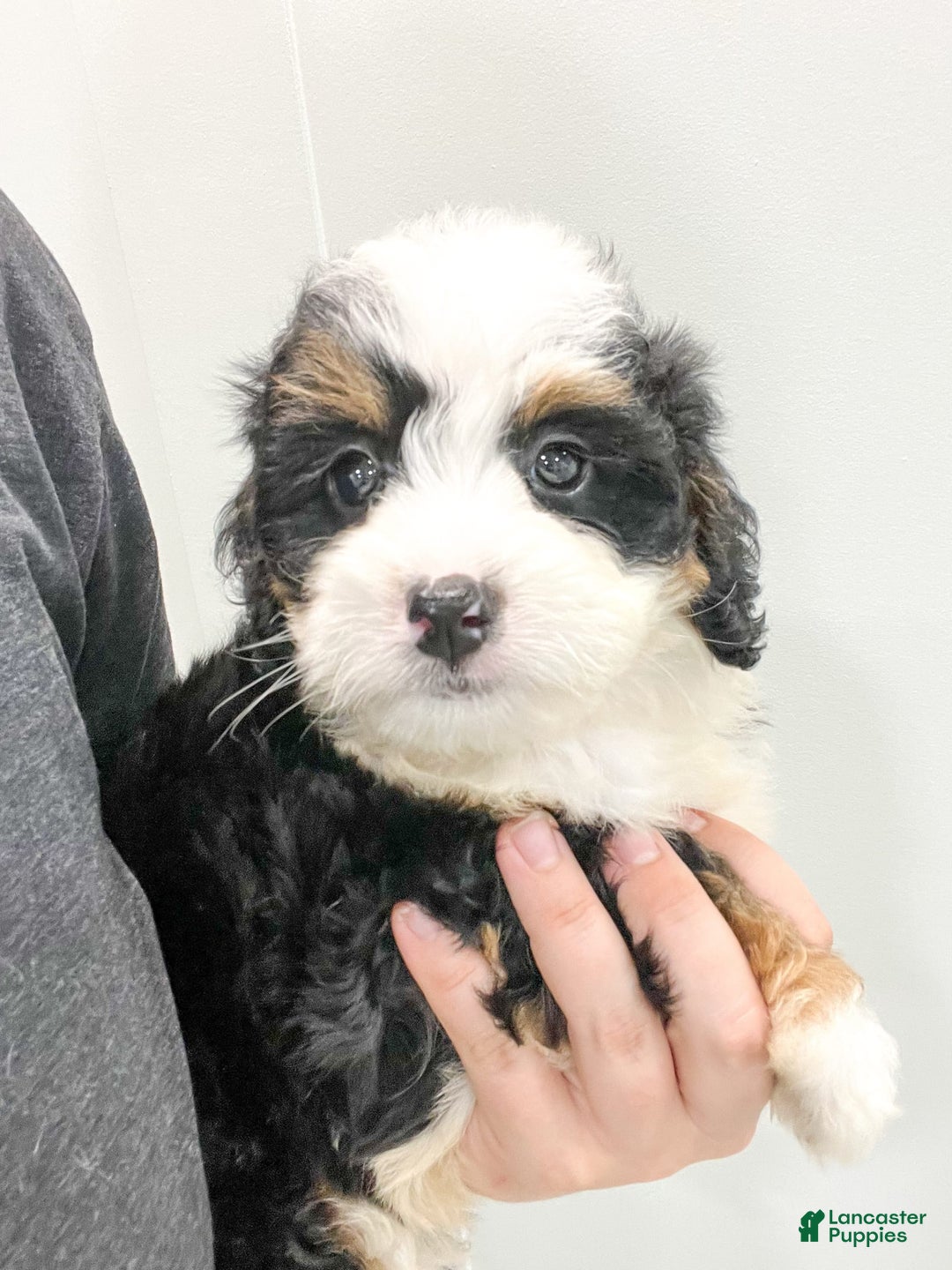Mini Bernedoodle dogs for sale: Mabel - Image 6