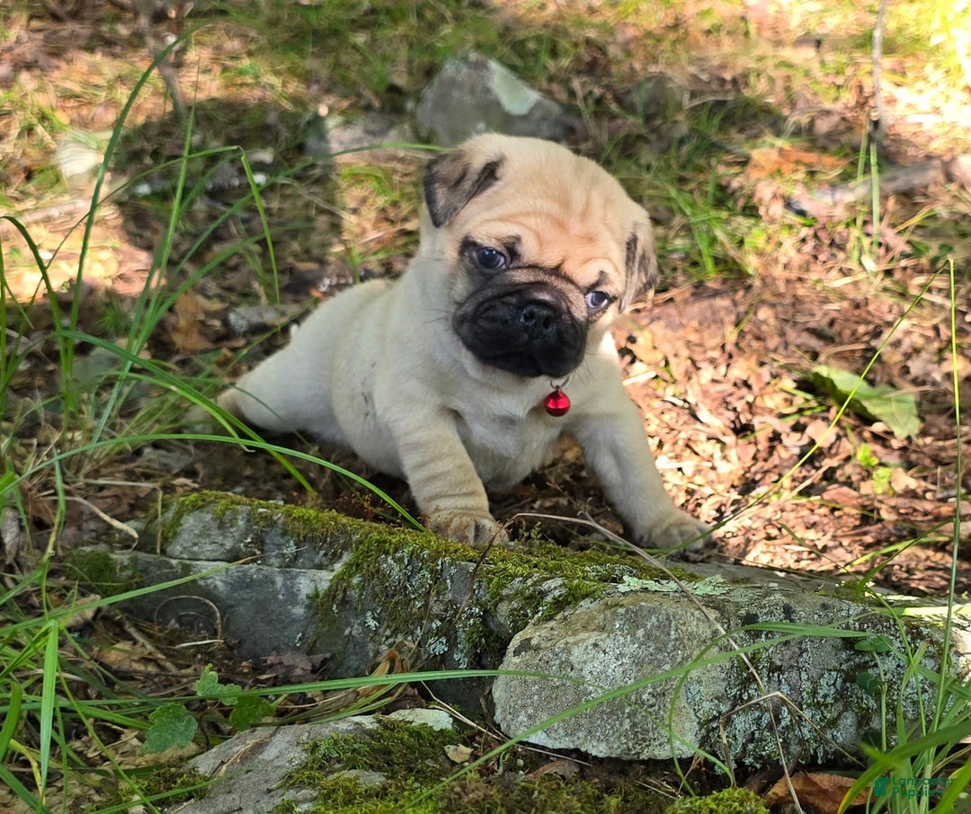 Pug dogs for sale: Don - Image 7