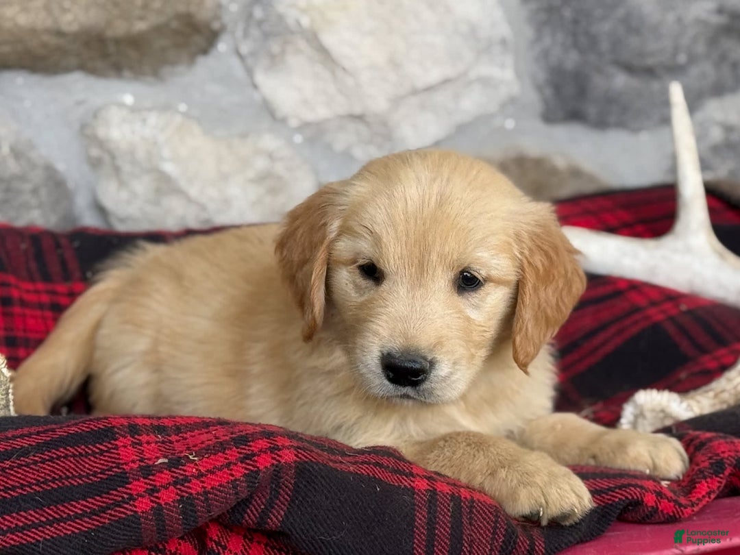 Golden Retriever dogs for sale: Sonya - Image 1