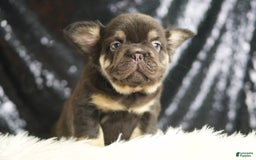French Bulldog dogs for sale: Alexa - Image 3