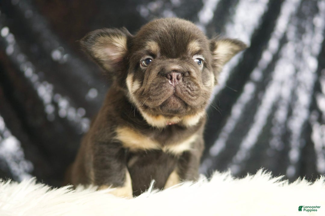 French Bulldog dogs for sale: Alexa - Image 3