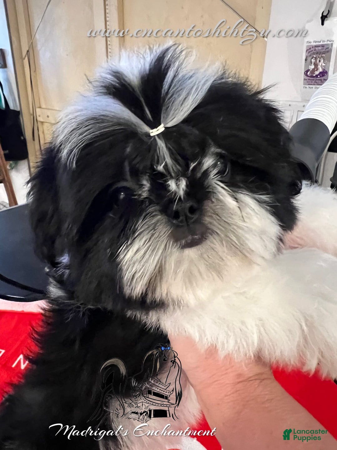 Shih Tzu dogs for sale: Pepper - Image 3