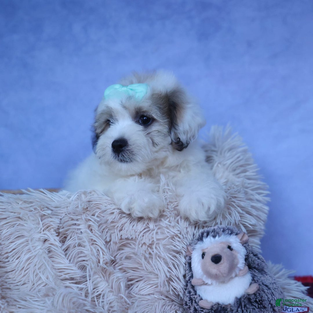 Shihpoo dogs for sale: Hank - Image 10