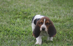 Basset Hound dogs for sale: Ida - Image 8
