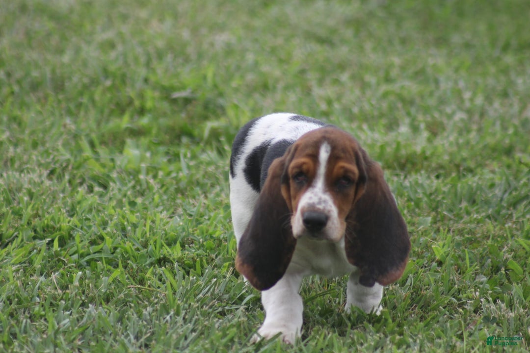 Basset Hound dogs for sale: Ida - Image 8