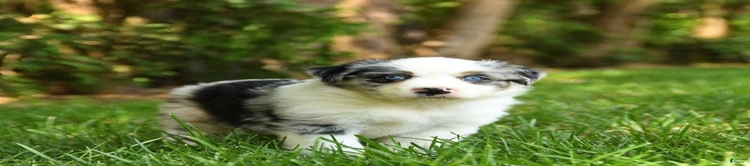 Kassie