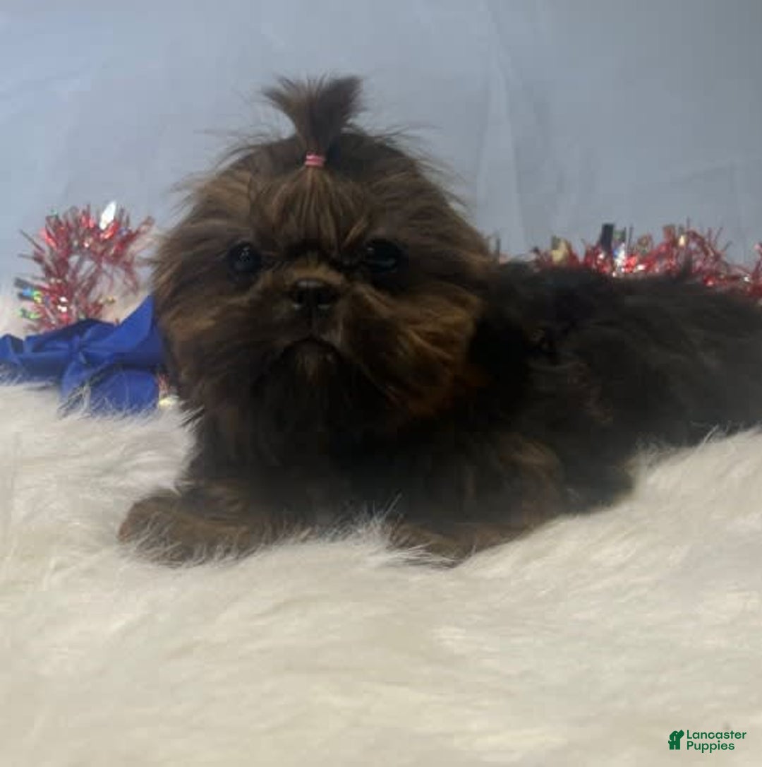 Shih Tzu dogs for sale: Leah - Image 2