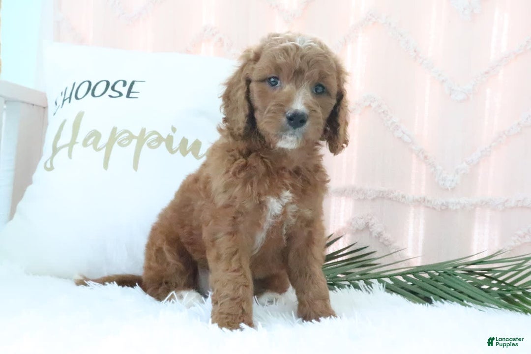 Goldendoodle dogs for sale: Brittany - Image 3
