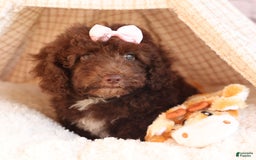 Cockapoo dogs for sale: Barb - Image 5
