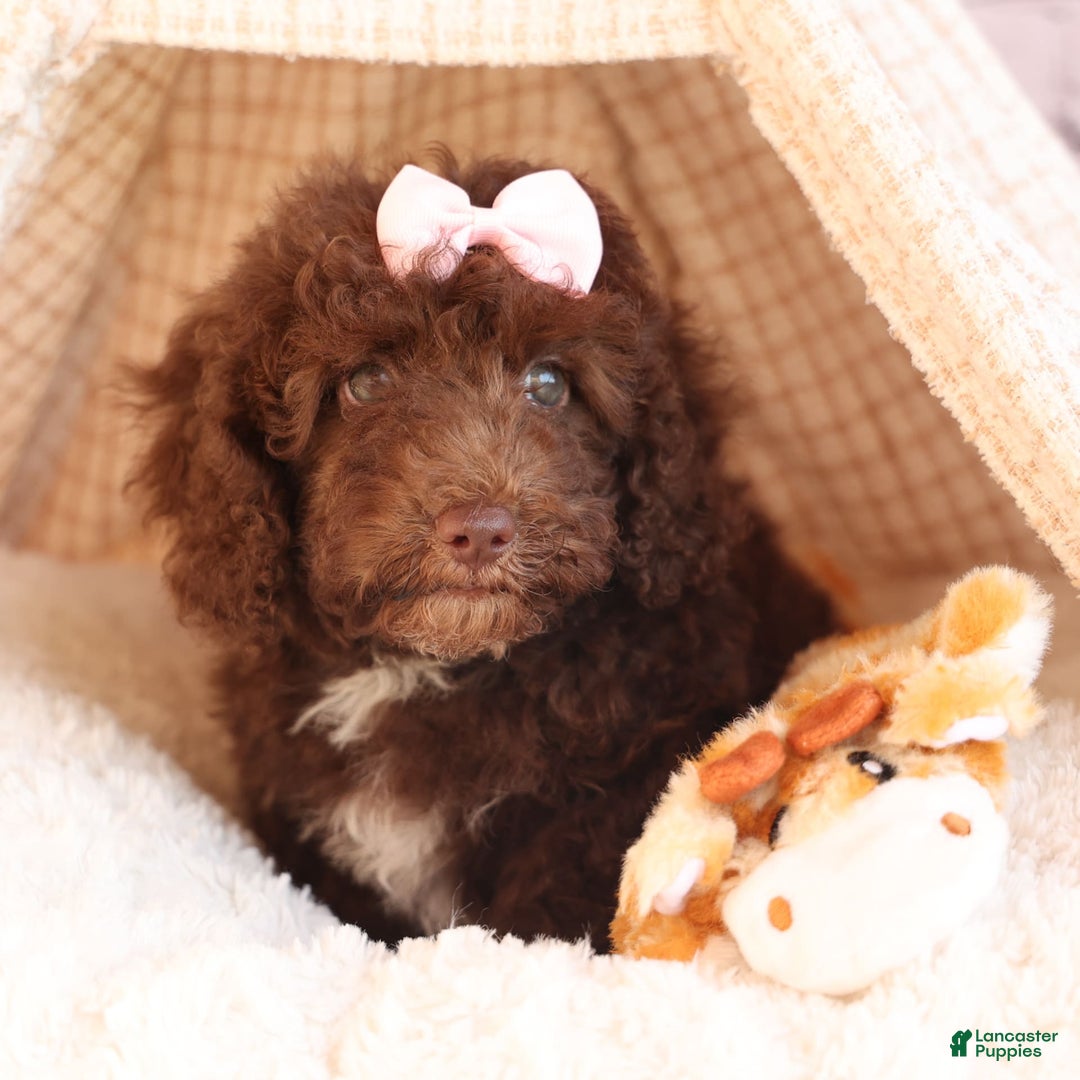 Cockapoo dogs for sale: Barb - Image 5