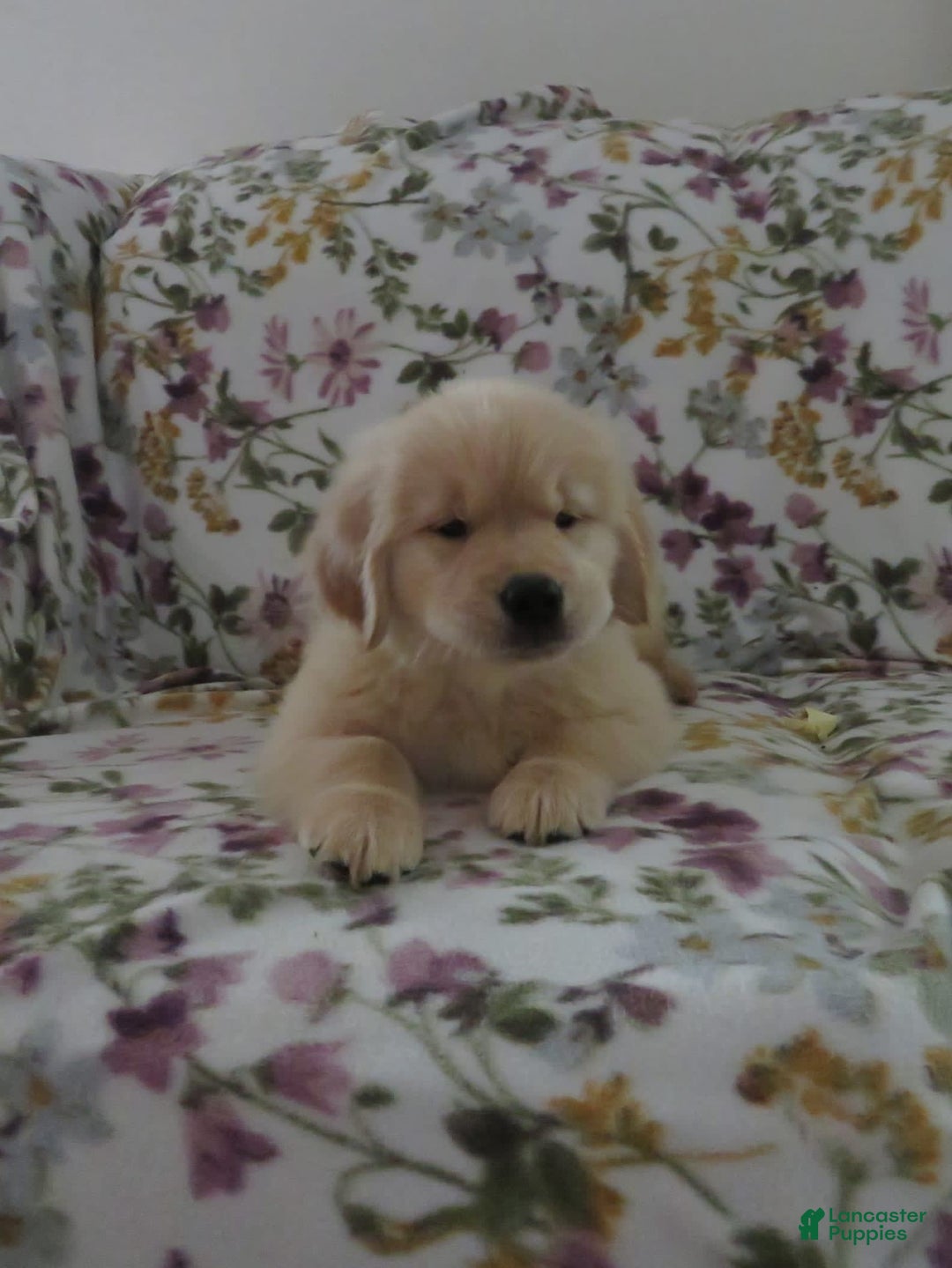 Golden Retriever dogs for sale: Hershey - Image 4