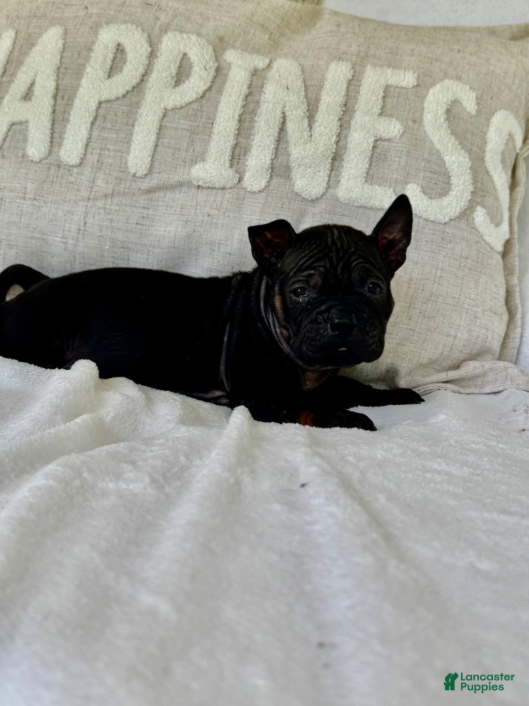 American Bulldog dogs for sale: China - Listing for pets: China, Chongqin - Image 4