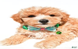 Maltipoo dogs for sale: Deon - Image 4