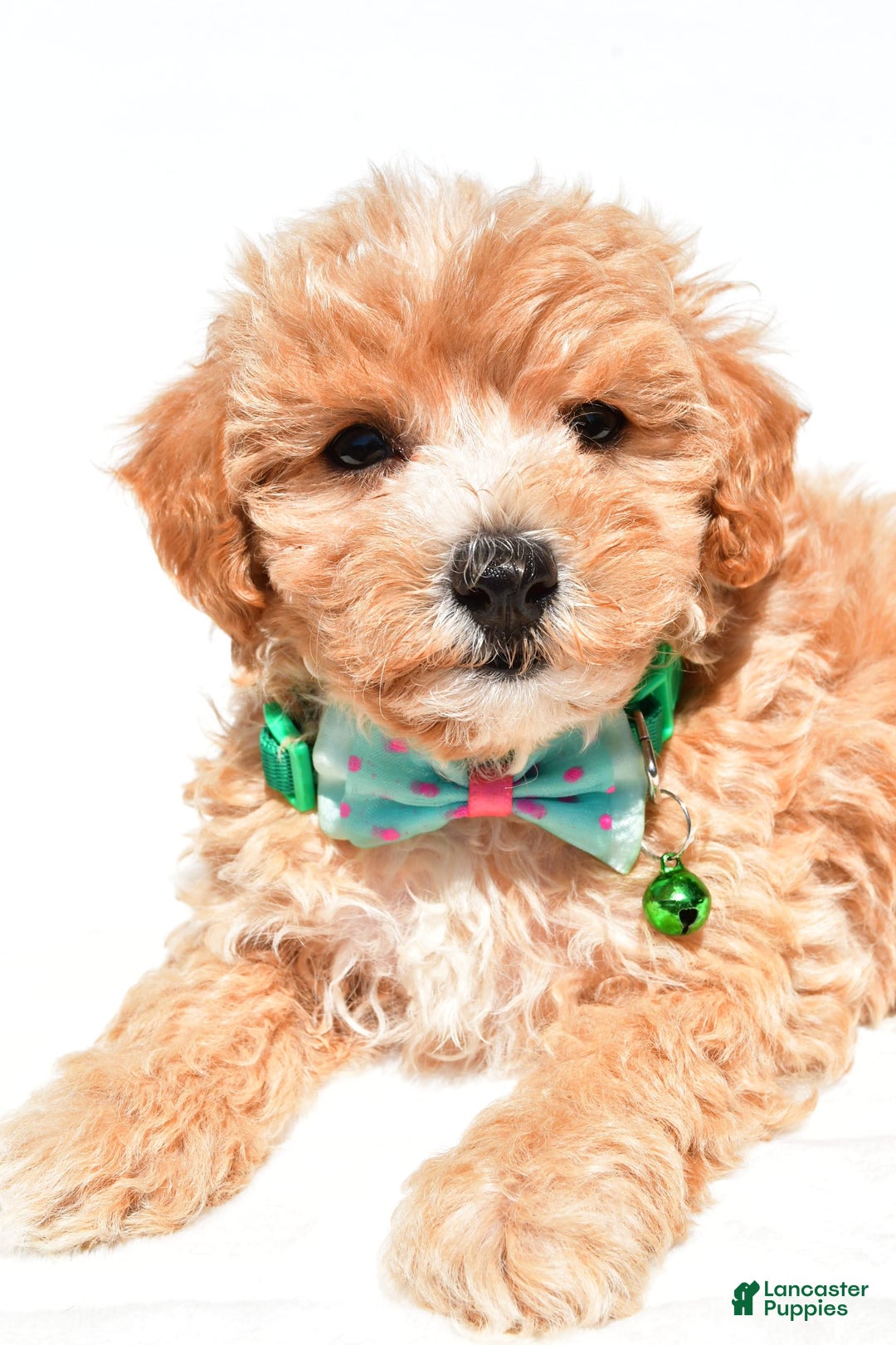 Maltipoo dogs for sale: Deon - Image 4