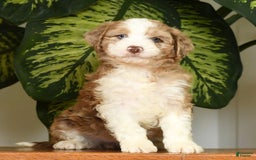 Aussiedoodle dogs for sale: Trixy - Image 2
