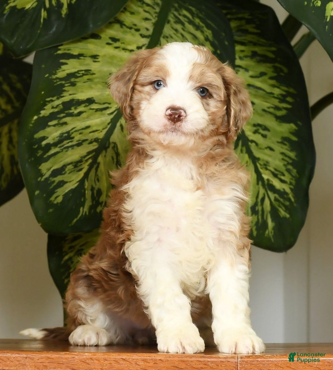 Aussiedoodle dogs for sale: Trixy - Image 2