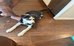 Siberian Husky dogs for sale: Syre - Image 1