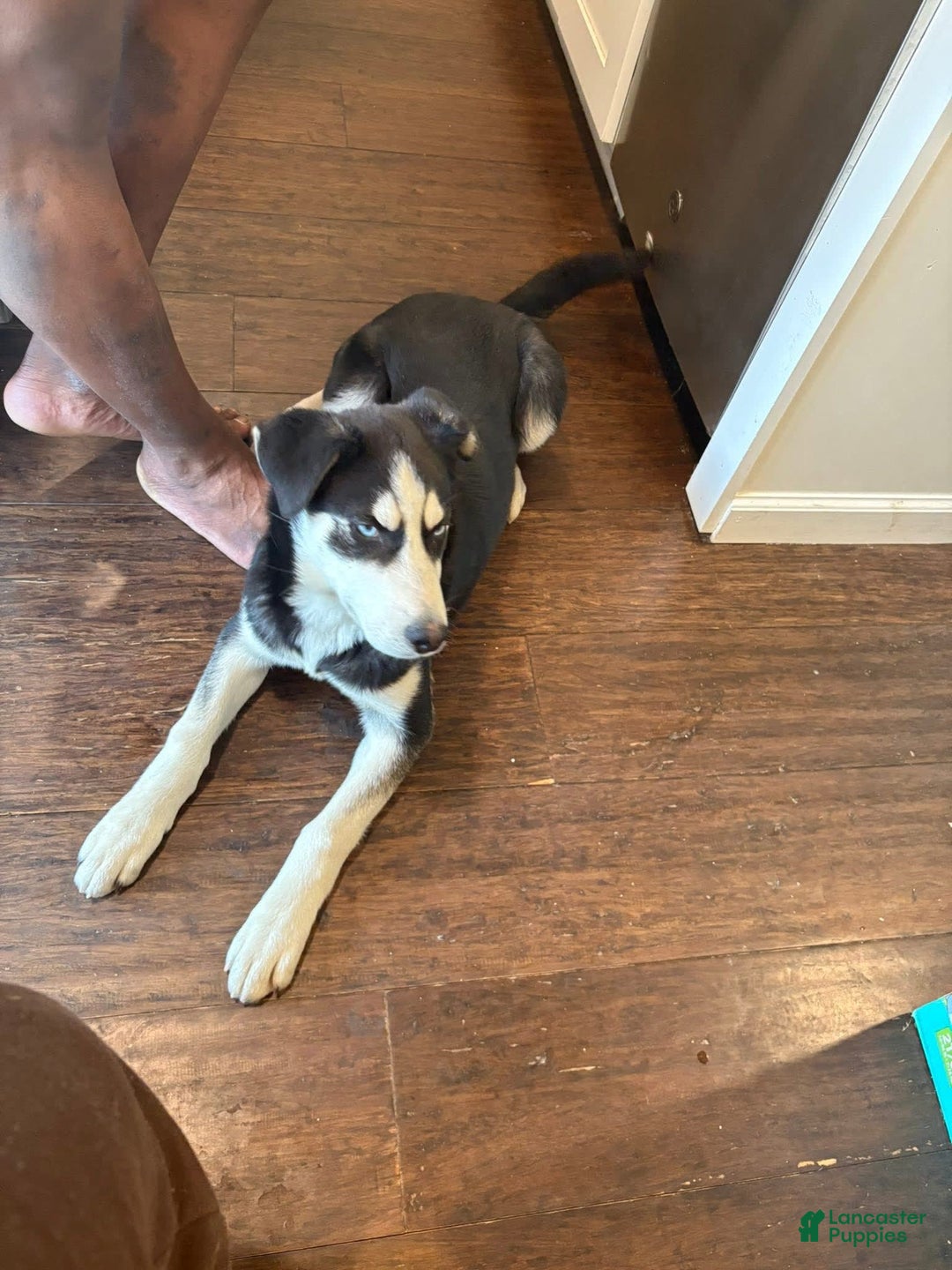 Siberian Husky dogs for sale: Syre - Image 1