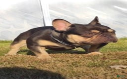 French Bulldog dogs for sale: Marshmallow - Image 4