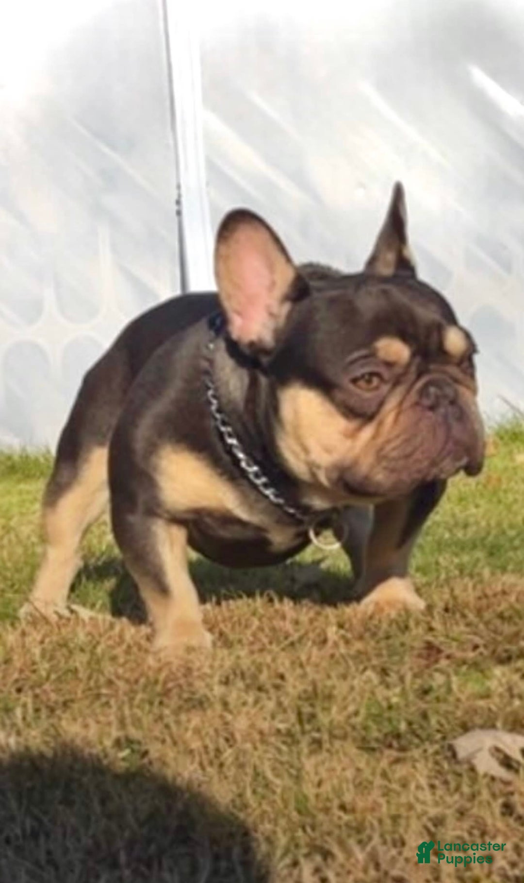 French Bulldog dogs for sale: Marshmallow - Image 4
