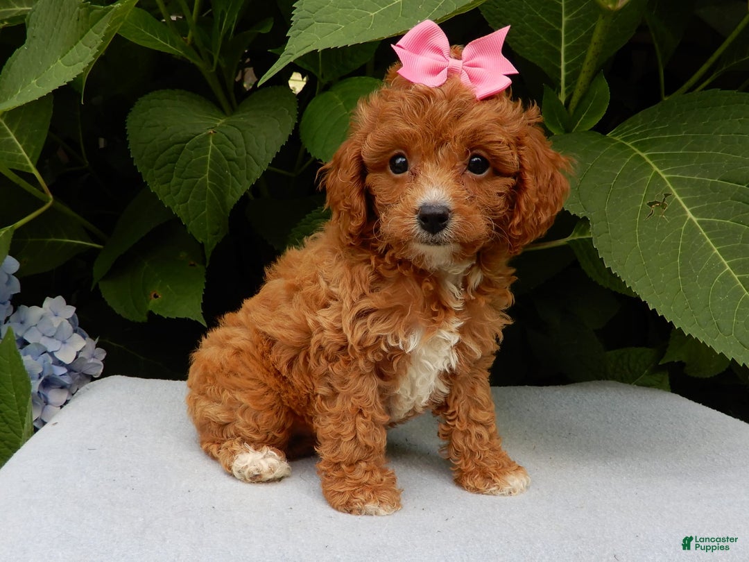 Cavapoo dogs for sale: Missy - Image 5