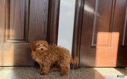 Maltipoo dogs for sale: Larry - Image 8