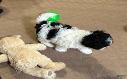 Shihpoo dogs for sale: Oscar - Image 1