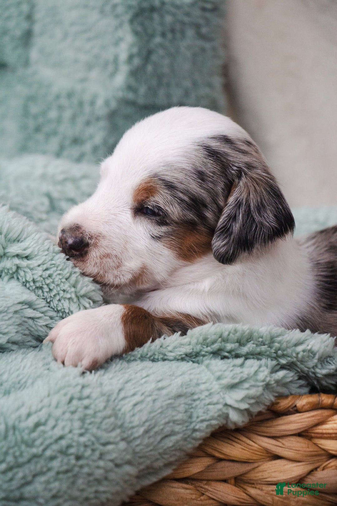 Doxiepoo dogs for sale: Bandit - Image 5