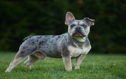French Bulldog dogs for sale: Violet - Image 14