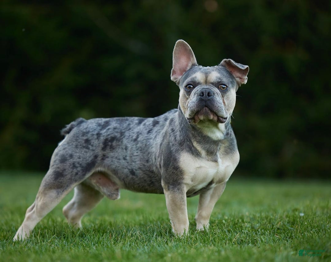French Bulldog dogs for sale: Violet - Image 14