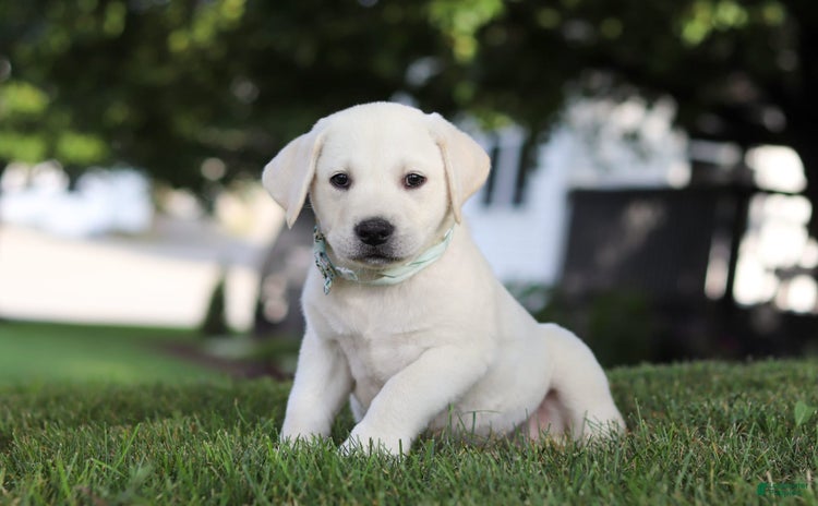 Labrador Retriever dogs for sale - Ad 1