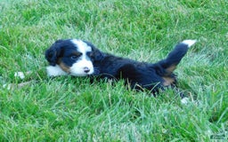 Mini Bernedoodle dogs for sale: Konnor - Image 6