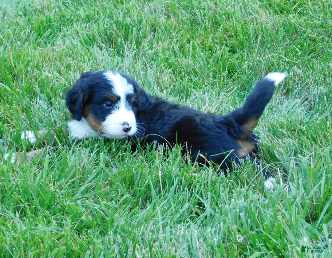Mini Bernedoodle dogs for sale: Konnor - Image 6