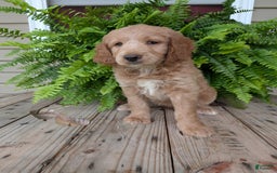 Goldendoodle dogs for sale: Lolly - Image 6