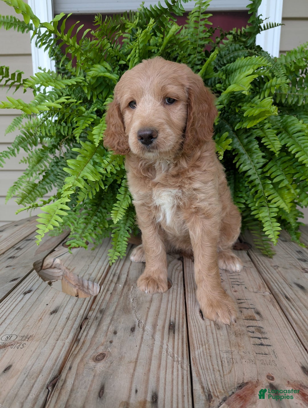 Goldendoodle dogs for sale: Lolly - Image 6