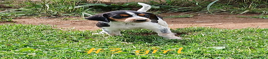 Daisy
